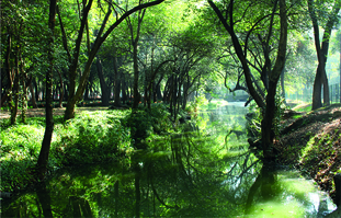 Sendero arbolado y reflejo en el agua, Bosque de Chapultepec